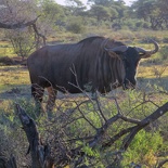 safrica-mokala-safari-055.jpg