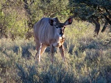 safrica-mokala-safari-063
