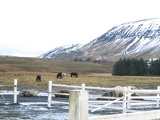 iceland-horse-ride-082