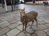 nara-deer-japan-010