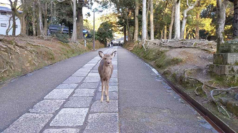 nara-deer-japan-020.jpg