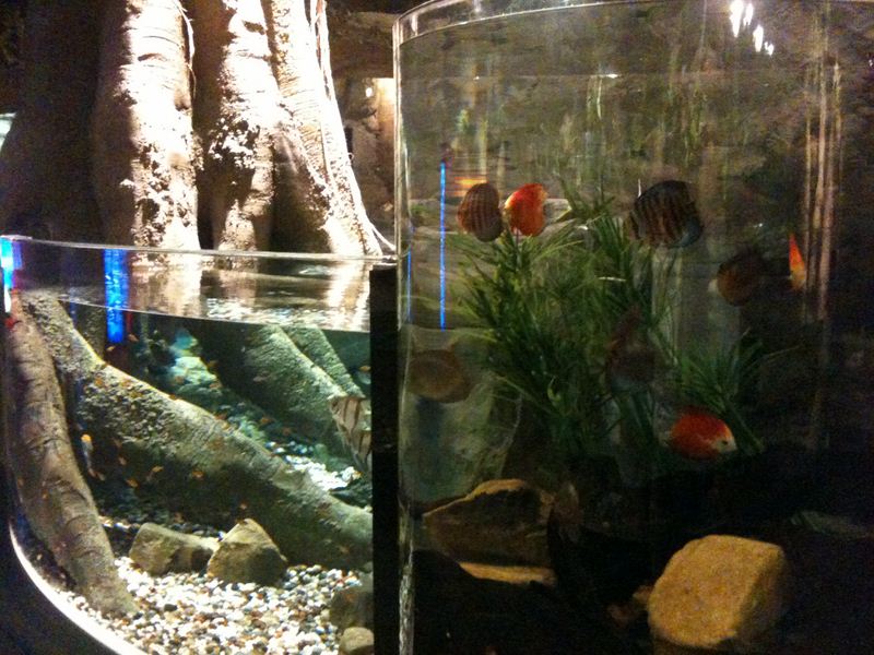 There is quite an assortment of fishes on display