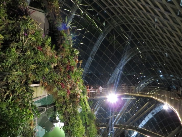 Cloud Forest mountain side elevated catwalk at night