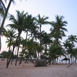 trees swaying in the morning breeze