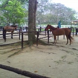 here we have huts burnt from lighting and ponies as well!