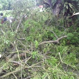 fallen tree along our route