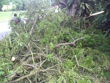 fallen tree along our route