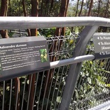 lined along the forest walk are details and elaborations of vegetation which survived the construction process...