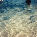 clear waters everywhere with lots of marine life!