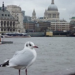 Random seagull & St pauls