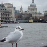 Random seagull &amp; St pauls