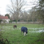 Frosted grass is a delicacy at this time of the year