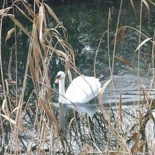 So are swans. :P