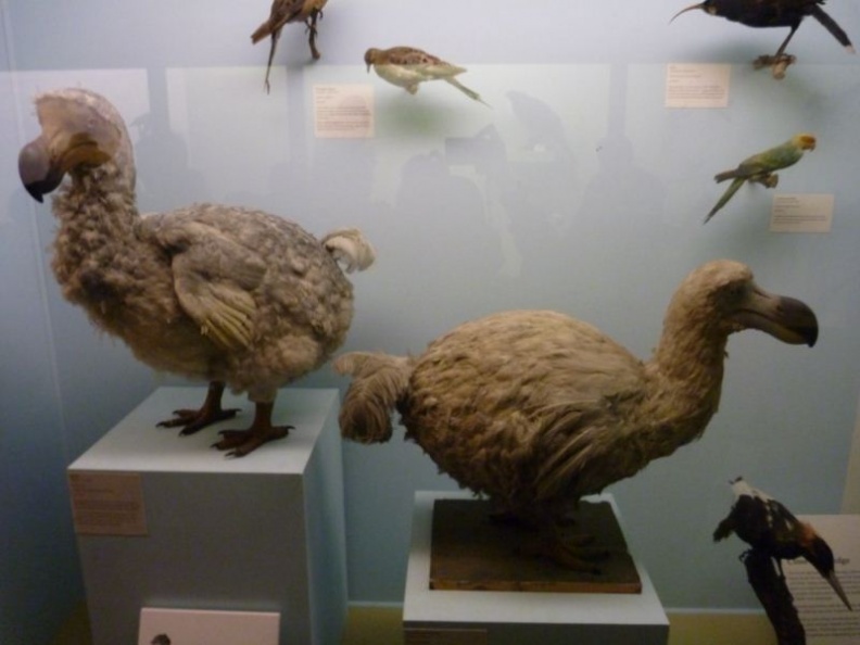 Going dodo over dodos