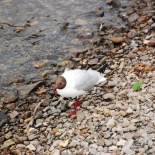 we got to meet marine avian residents by the lake