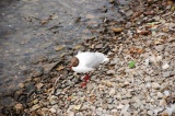 we got to meet marine avian residents by the lake