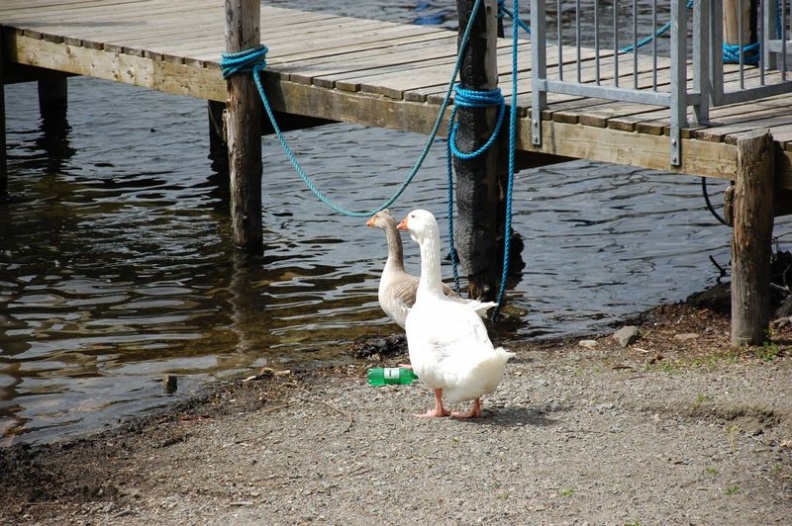 ambleside_trek_cruise_061.jpg