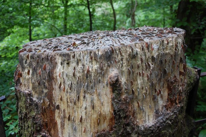 Random tree stump musings along the road