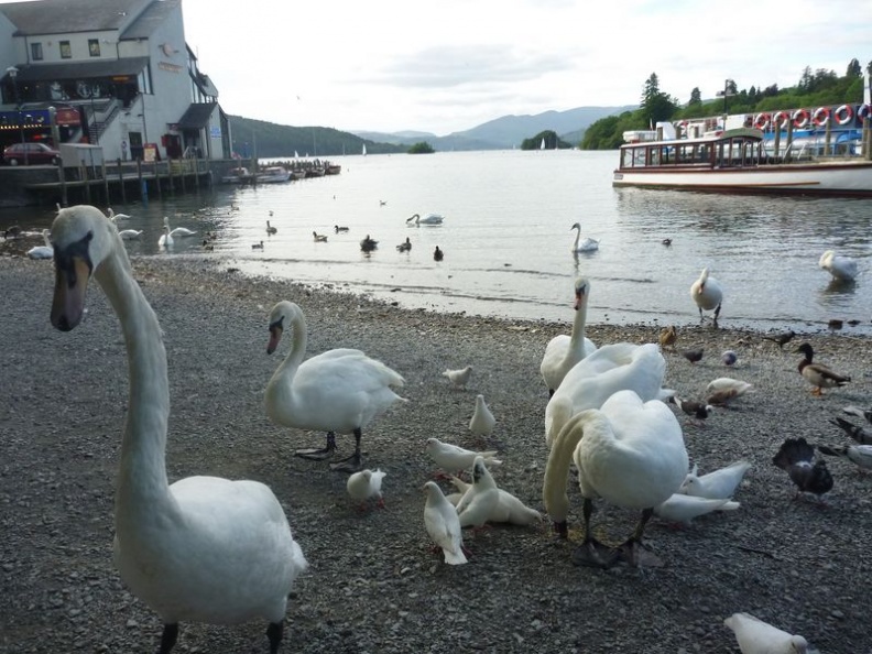 Bah! Attack of the swan army!