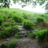 The path soon degrades into a grassy climb