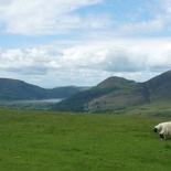 Not to mention meeting the native grazers