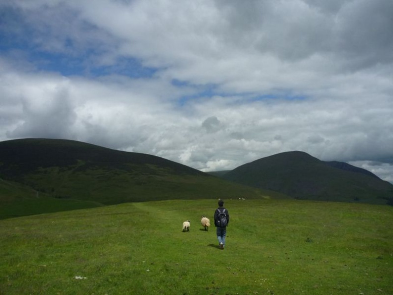 Terrence trying out for the sheep dog post