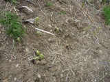 The start of summer sees sprouts