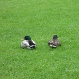 here we see a pair of ducks