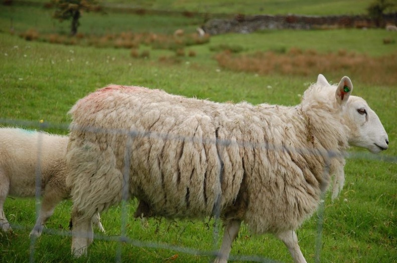 glenridding_helvellyn_ullswater_336.jpg