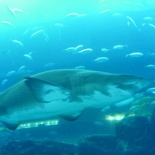 Mmm sharkie....