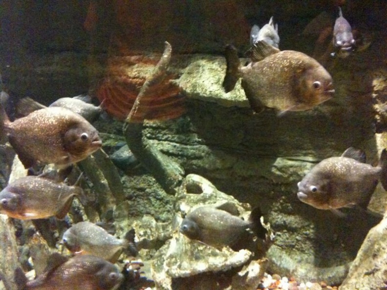 Everyone loves piranhas!