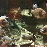 Everyone loves piranhas!