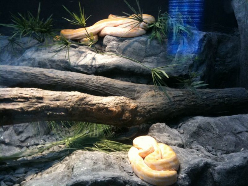 Various constrictors in enclosures