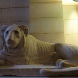 lions!
