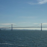 The Bay bridge in the wild