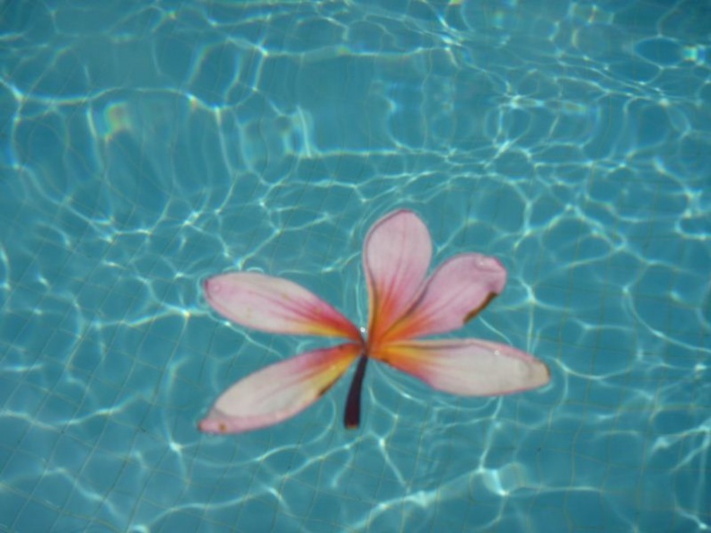 in the pool after breakfast