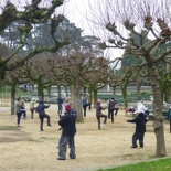 a Taiqi group in the gardens