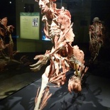 The Bodyworld's exhibition is a highlight