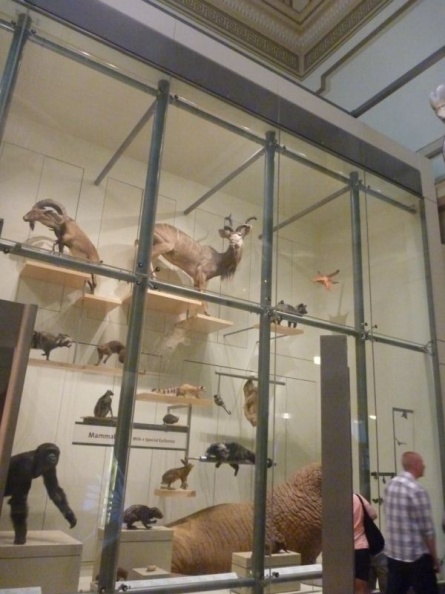 smithsonian_natural_history_museum_008.jpg