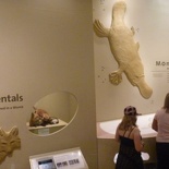 the marsupial section