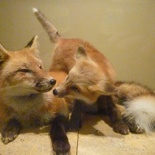 cute foxes