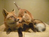 cute foxes