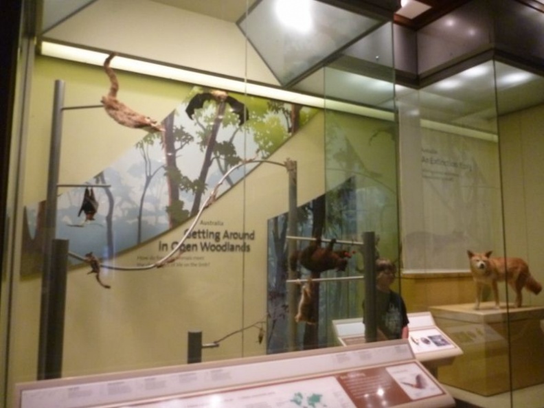 smithsonian_natural_history_museum_013.jpg