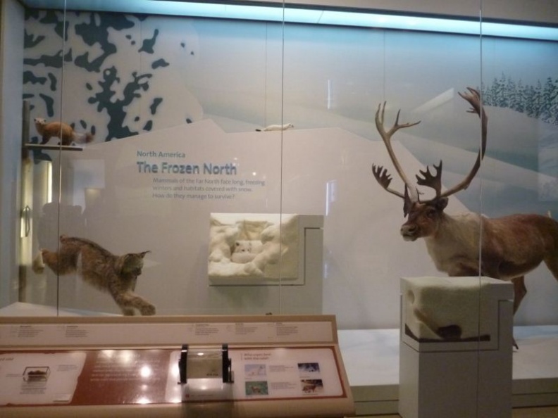 smithsonian_natural_history_museum_021.jpg