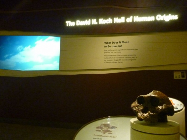 smithsonian_natural_history_museum_022.jpg