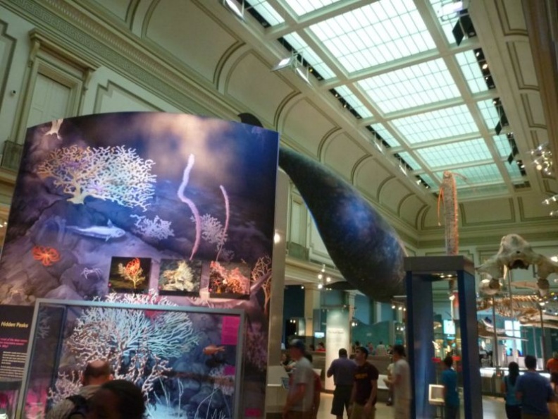 Overview of the ocean gallery