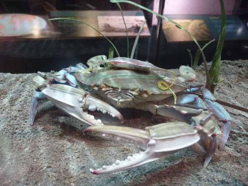 feeling crabby?