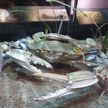 feeling crabby?