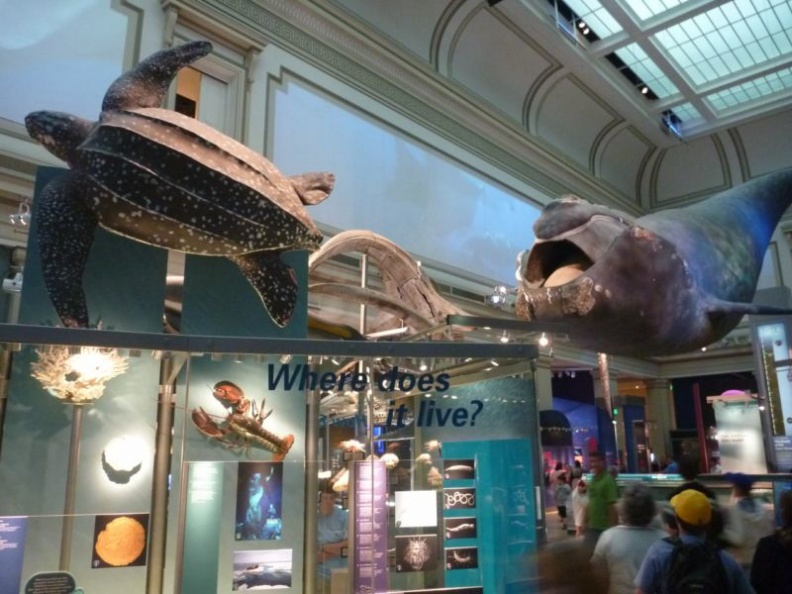 smithsonian_natural_history_museum_036.jpg