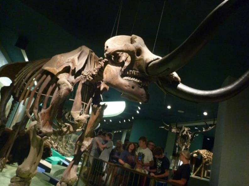 smithsonian_natural_history_museum_041.jpg